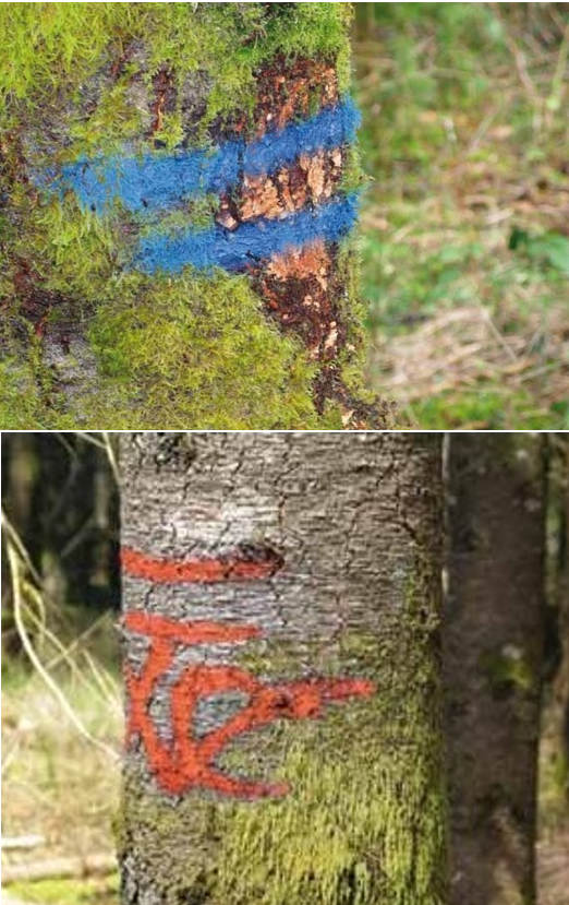 Long-Term Marking Forest and Land